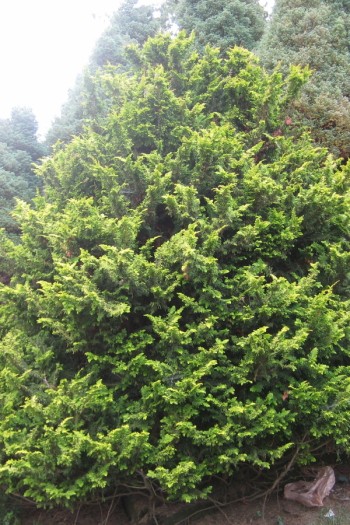 Кипарисовик тупий Тетрагона Ауреа / Кипарисовик Тетрагона Ауреа | Chamaecyparis obtusa Tetragona Aurea | Кипарисовик тупой Тетрагона Ауреа / Кипарисовик Тетрагона Ауреа